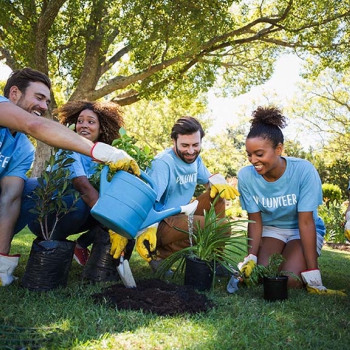 Planting Of Trees